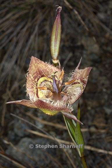 calochortus tiburonensis 5 graphic